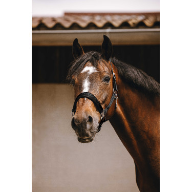 Nylon halster Equithème Jacquard Zwart