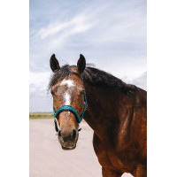 Nylon halster Equithème Jacquard Eendenblauw Nylon halster Equithème Jacquard Eendenblauw