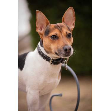 Halsband voor hond Pénélope Olie Havana Bruin