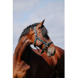 Halster Riding World Cushion Marine Marineblauw Halster Riding World Cushion Marine Marineblauw