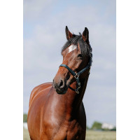 Licol Riding World Cushion Marine Bleu marine