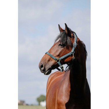 Halster Riding World Cushion Donkergroen Halster Riding World Cushion Donkergroen