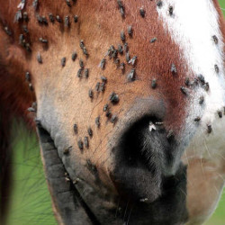 Répulsif Animaderm Derfly Répulsif Animaderm Derfly