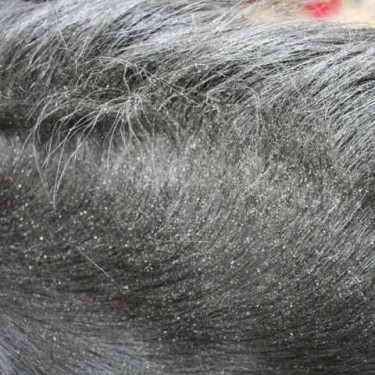 Répulsif Animaderm Derfly Répulsif Animaderm Derfly