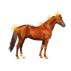 Lotion Animaderm Clear