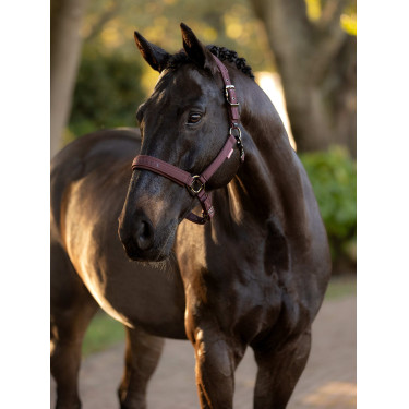 Licol LeMieux Essence Damson Violet Licol LeMieux Essence Damson Violet