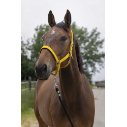 Licol Norton Satine Miel Jaune