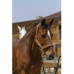 Licol Norton Satine Corail / noir Rouge