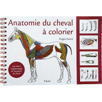 Anatomie du cheval à colorier Anatomie du cheval à colorier