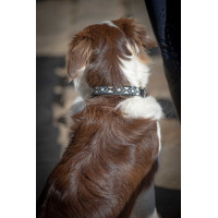 Collier pour chien Pénélope Pearl Cognac / turquoise Marron Collier pour chien Pénélope Pearl Cognac / turquoise Marron