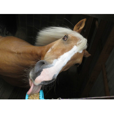 Pierre à lécher Likit