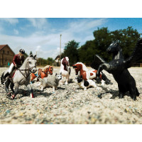 Wedstrijdpaard en zijn...