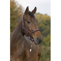 Licol + longe Norton Brillant Prune / marine / or rose Violet