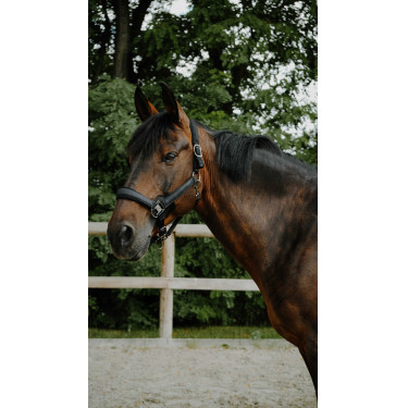Halster Equithème Glowy Zwart / zwart