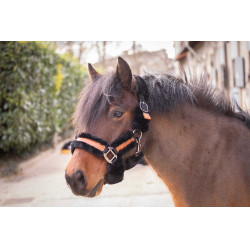Licol Pénélope Soft Noir Licol Pénélope Soft Noir