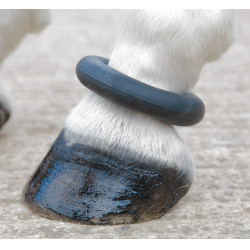 Pasternring Shires Zwart