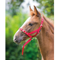 Licol cheval de présentation foal Shires - Matériel d'équitation