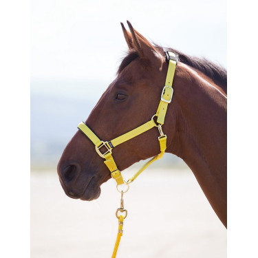 Licol nylon Topaz Shires Jaune