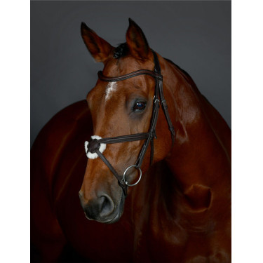 Bridon muserolle croisée Collegiate ComFiTec Opulux rembourré Marron foncé