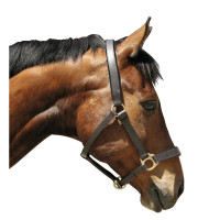 Eco lederen halster Covalliero Bruin Eco lederen halster Covalliero Bruin