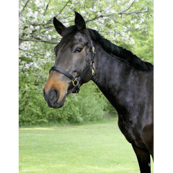 Licol cuir Eco Covalliero Noir