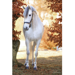 Licol cuir Eco Covalliero Noir