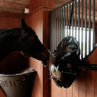 Sac à Foin Play & Slowfeeder Rond Grooming Deluxe by Kentucky Noir Sac à Foin Play & Slowfeeder Rond Grooming Deluxe by Kentucky Noir