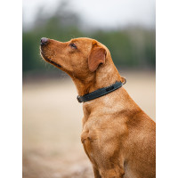 Collier pour chien Equestrian Stockholm clean