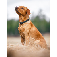 Collier pour chien Equestrian Stockholm clean