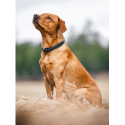 Collier pour chien Equestrian Stockholm clean Collier pour chien Equestrian Stockholm clean