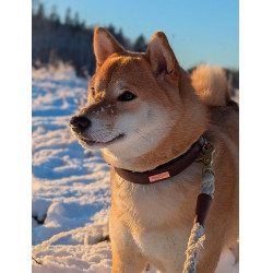 Collier pour chien Equestrian Stockholm clean Endless glow