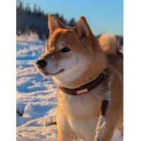 Hondenhalsband Equestrian Stockholm clean Dramatische maandag