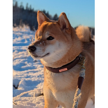 Hondenhalsband Equestrian Stockholm clean Eindeloze gloed