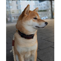 Collier pour chien Equestrian Stockholm clean Dramatic monday