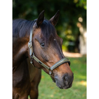Licol en cuir Equestrian Stockholm anatomic scintillant Vallée frappante Vert