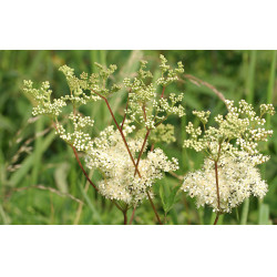Moerasspirea Hilton Herbs Moerasspirea Hilton Herbs