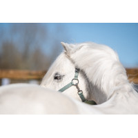 Licol Mia pour shettys HKM Sauge Violet Licol Mia pour shettys HKM Sauge Violet