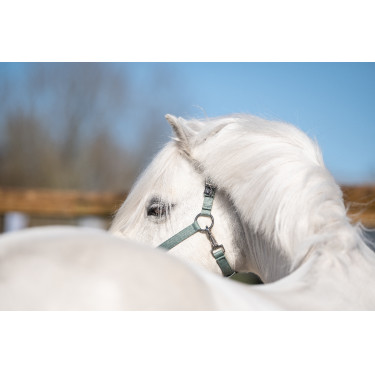 Licol Mia pour shettys HKM Sauge Violet Licol Mia pour shettys HKM Sauge Violet