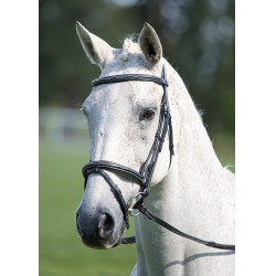 Bridon muserolle croisée Raised Flash Avignon Shires Noir