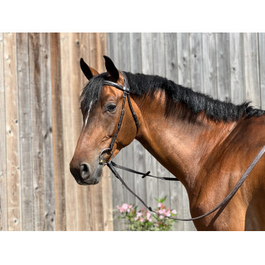 Bridon T de T Essentiel Confort Havane foncé Marron Bridon T de T Essentiel Confort Havane foncé Marron