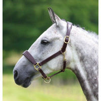 Leren halster Blenheim Shires Havana Bruin