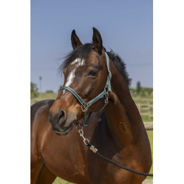 Licol Norton Grooming