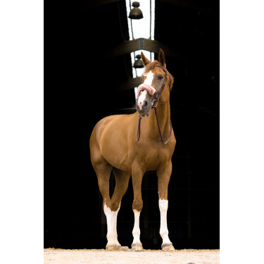 Neusriemhoes Equithème Teddy Roségoud