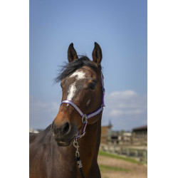 Licol Norton Nylon Soft