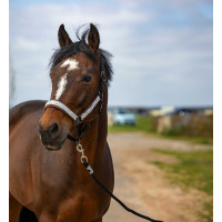 Licol Equithème Nylon Check Marine / marron Bleu