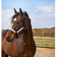 Licol Equithème Nylon Check Noir / marron Licol Equithème Nylon Check Noir / marron