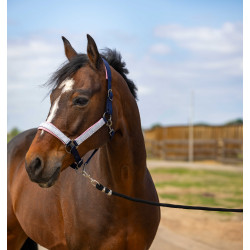 Licol Equithème Nylon Check Licol Equithème Nylon Check