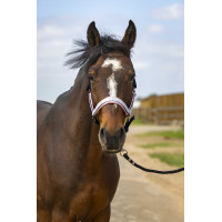 Licol Equithème Nylon Check Marine / rose Bleu