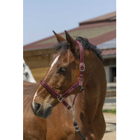 Licol Norton Satine Bordeaux / noir Licol Norton Satine Bordeaux / noir