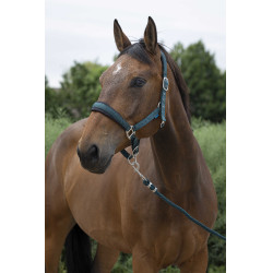 Licol + longe Norton Large Vert foncé Licol + longe Norton Large Vert foncé